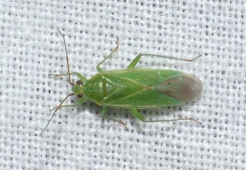 Réf. 206 082 : Orthotylus marginalis